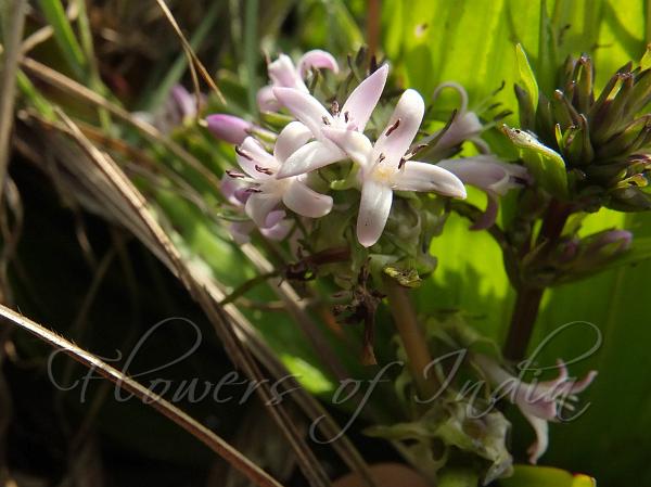 Whorled Hedyotis